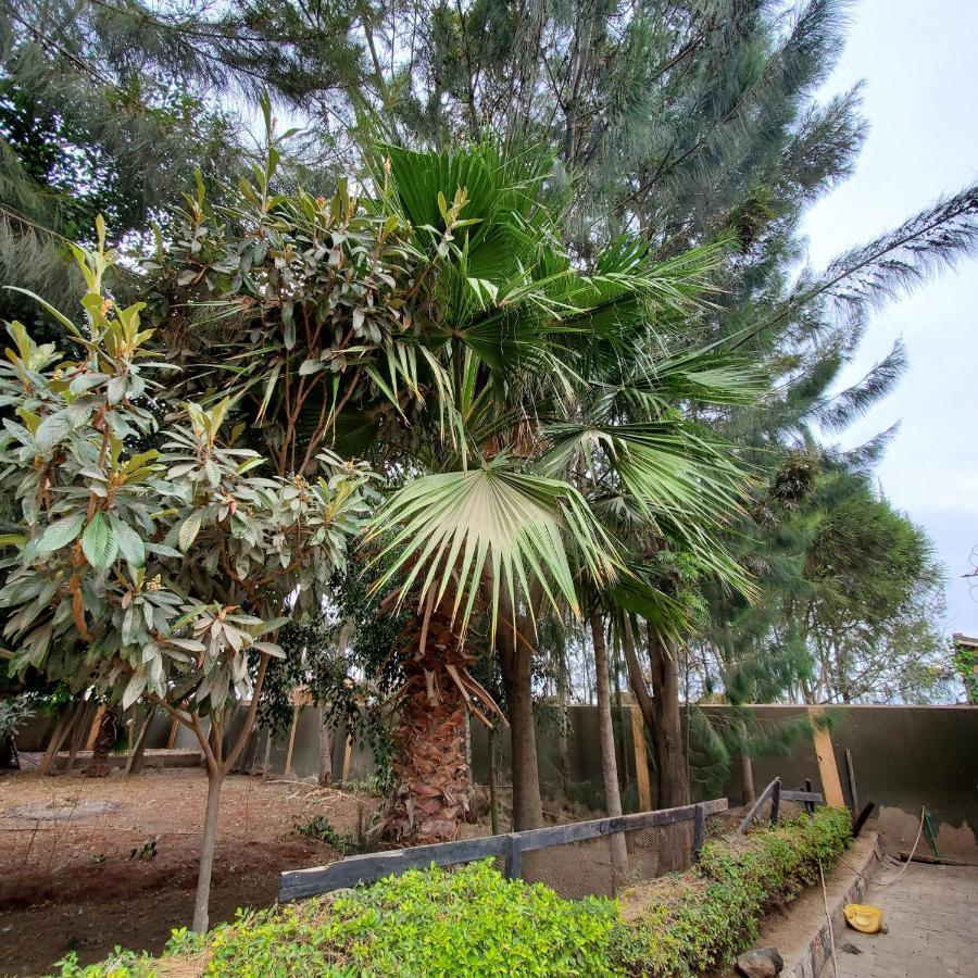 Palm Nest - Near Jkia Hotel Найроби Екстериор снимка